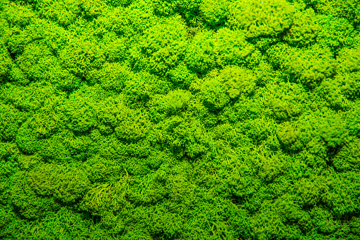 Green Moss soft background, mossy texture