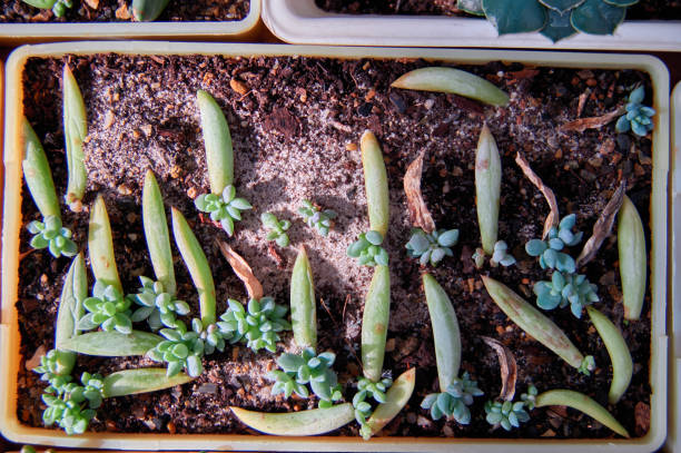 Concept Vegetative reproduction plants. Seedlings succulents in bowl with moistened sand and peat. Natural lighting, top view.