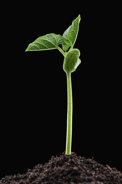 istock Early green shoots of beans from soil. First leaves. 931204286