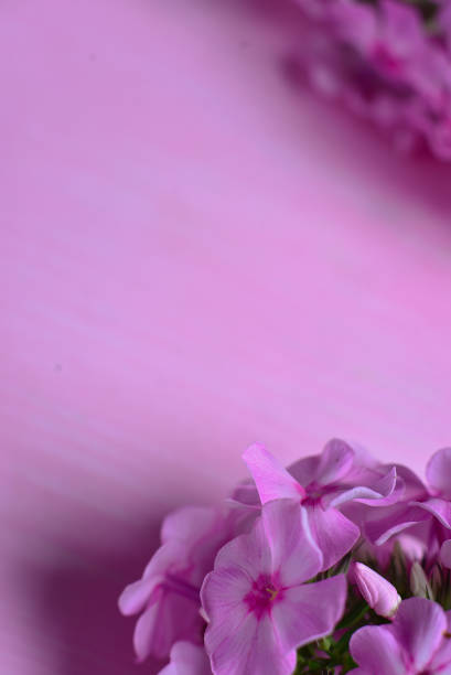 istock Pink flowers on a wooden table 931204944