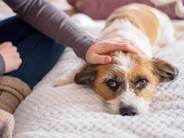 istock Dog, Pet, Animal, Hand, 931207720