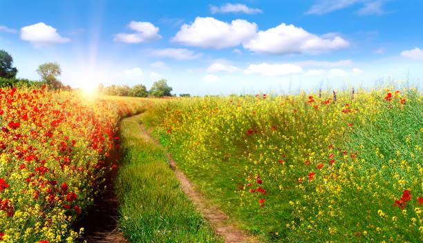 istock Road in field and blue sky with clouds. 931207922