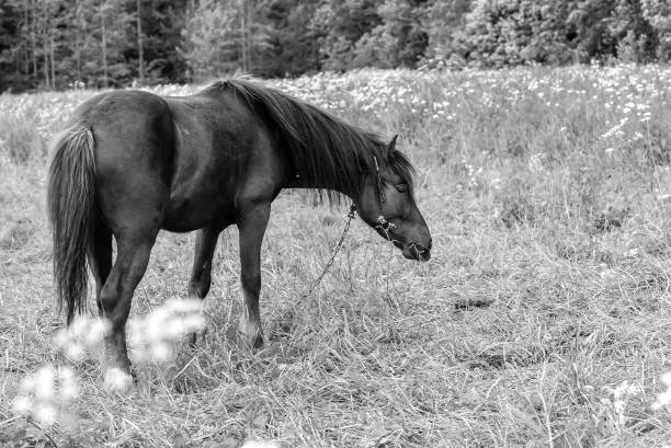 istock Horse grazing in field day 931208656
