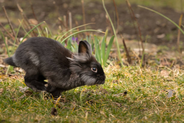 um coelho anã marrom mostrando a língua - dwarf lop eared rabbit pets rabbit isolated - fotografias e filmes do acervo