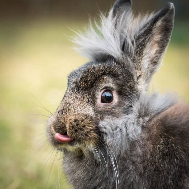 um coelho anã marrom mostrando a língua - dwarf lop eared rabbit pets rabbit isolated - fotografias e filmes do acervo