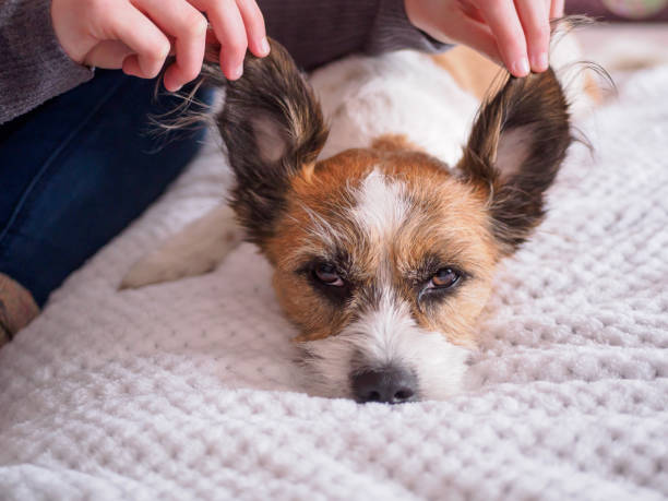 istock Dog, pet, animal, hands 931209470