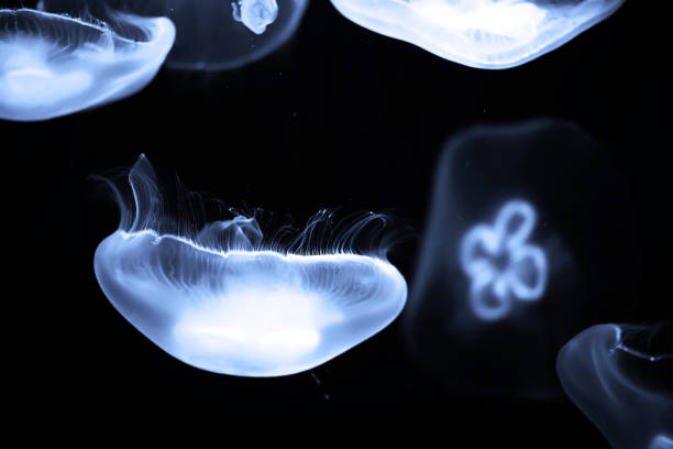 istock Blue jellyfish swim under water 931209682
