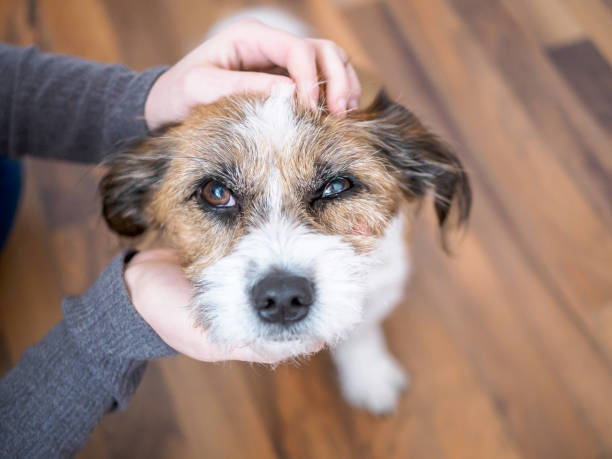 istock Dog, Pet, Animal, Hands 931209972
