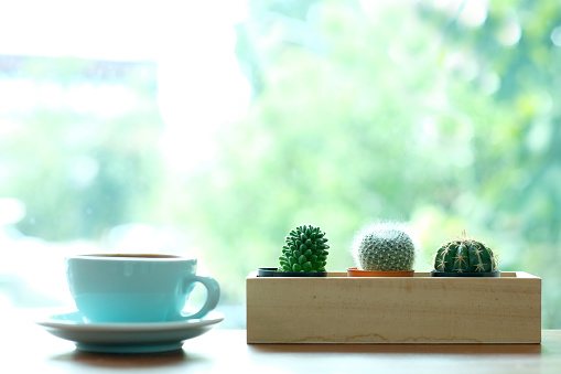 Cactus and green coffee cup on table by the window and blur green nature background with copy space, succulent houseplant trandy