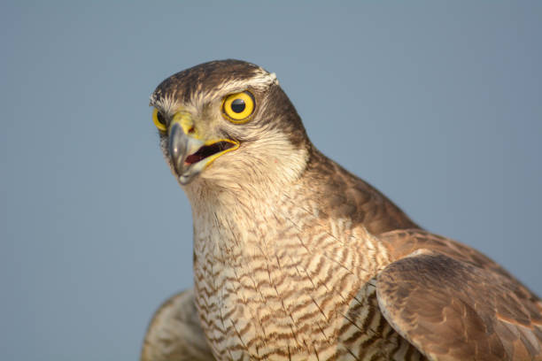 istock Head shot of falcon 931213006