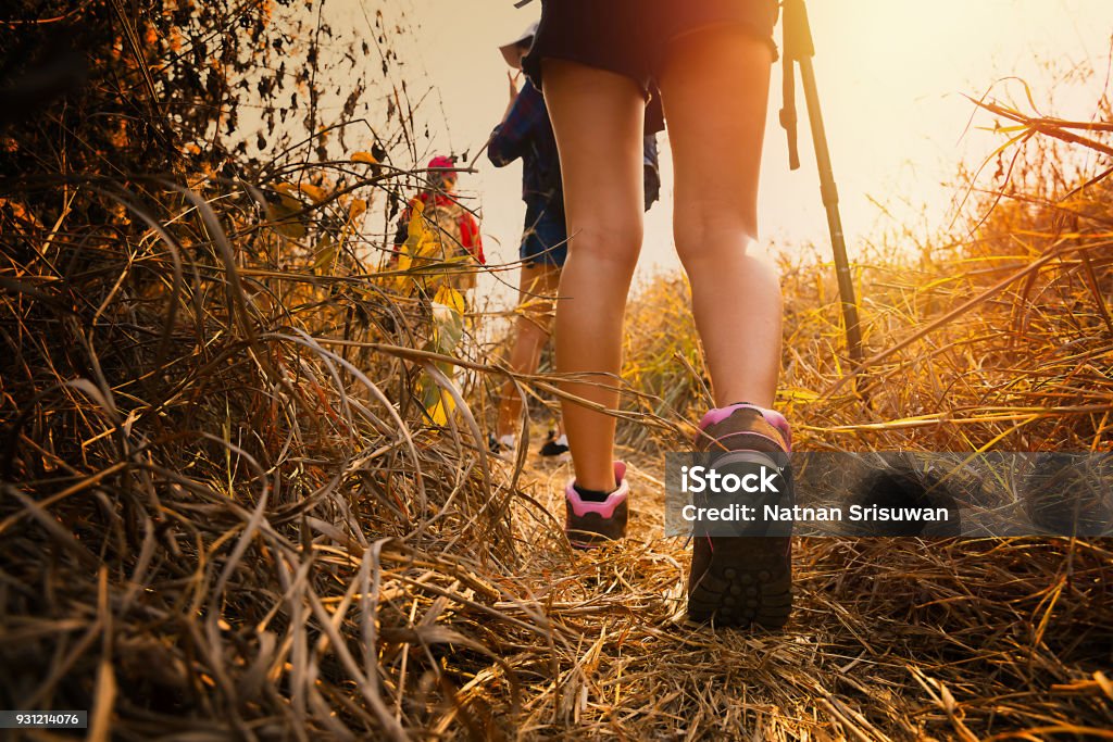 Hiking in the forest during summer. Young asian people hiking in the forest during summer at sunset,travel,tourism and teamwork concept Hiking Stock Photo