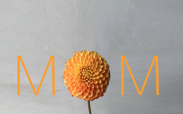 orange dhalia and mother's day card - single flower flower crocus bud imagens e fotografias de stock