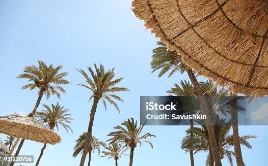 istock Landscape with palm trees 931220756
