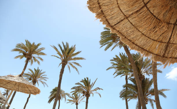 Landscape with palm trees Landscape with palm trees against the blue sky. tunisia beach stock pictures, royalty-free photos & images
