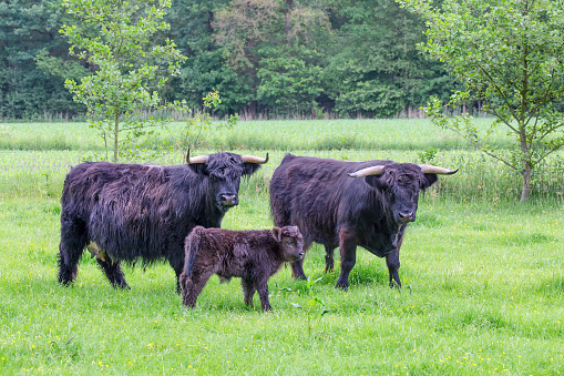 Bull cow and calf black scottish highlanders in spring pasture. During spring season I took this photo of these farm animals. The herd consists of the bull father, the cow mother and the newborn calf. All three animals are looking at the camera while they stand together in a green dutch meadow.