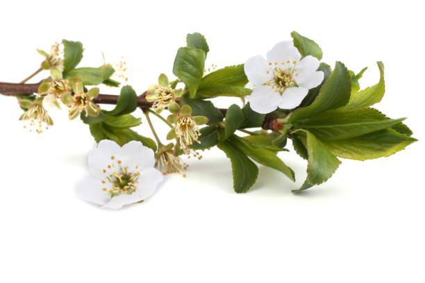 istock Plum flowers isolated on white background 931227476