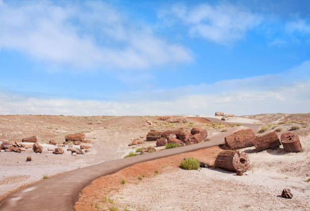 istock Footpath along petrified wood on desert in Arizona. 931227916