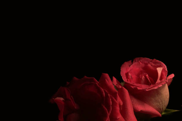 istock Red roses on dark background. Close up photo 931230478