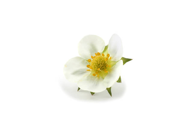istock Strawberry flower isolated on white background 931230506