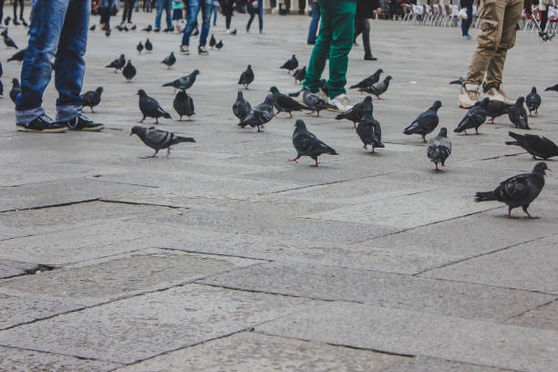 istock Tourists surrounded by pigeons in St Marks Square 931231196