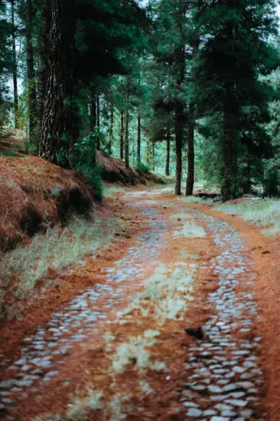 Old winding cobbledpath leading through an evergreen coniferous forest.