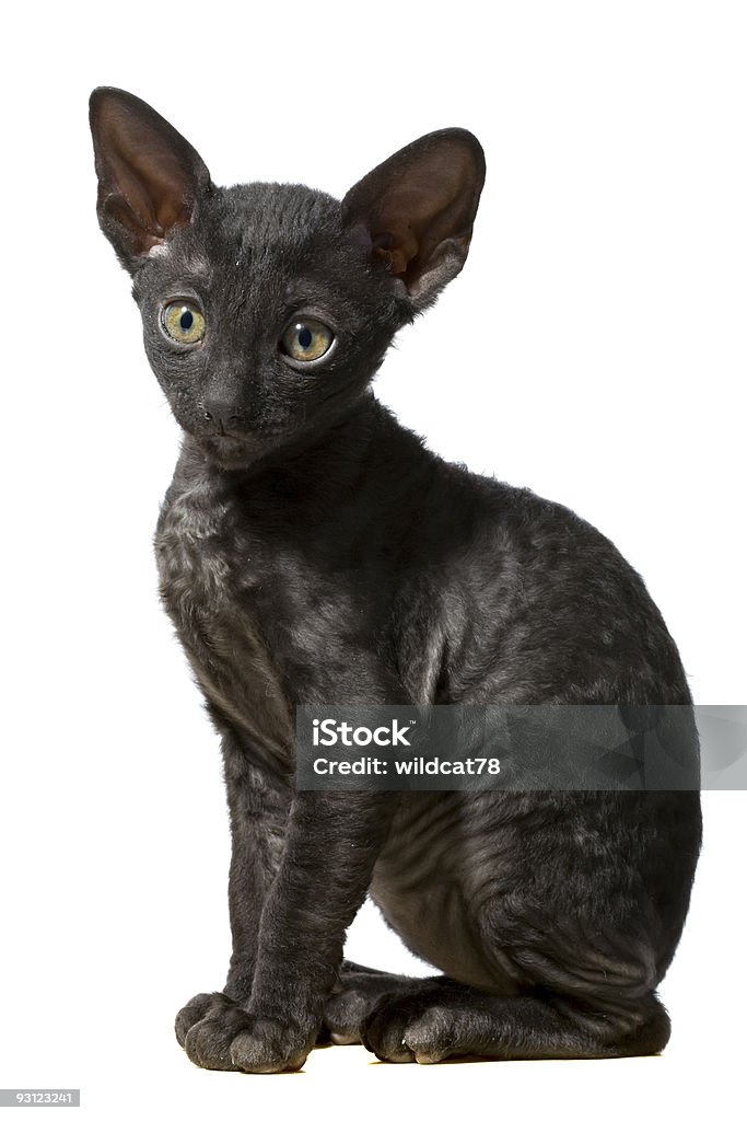 Черный cat - Стоковые фото Американская короткошёрстная кошка роялти-фри