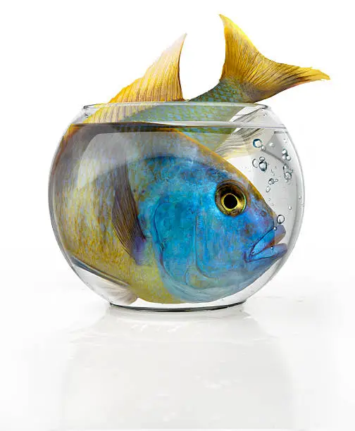 Photo of Tropical big fish in a small bowl