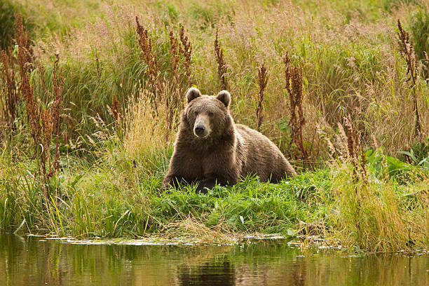 istock Brown Grizzly Bear Sitting in Alaska 93123698