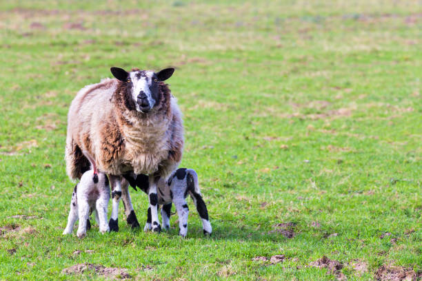 istock Sheep with suckling newborn lambs in meadow 931240890