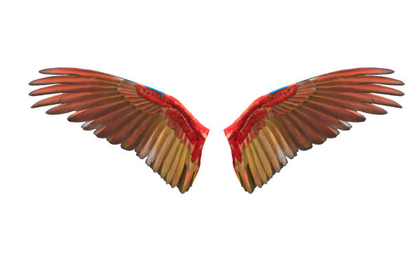 ara flügel isoliert auf weißem hintergrund - bird wings stock-fotos und bilder