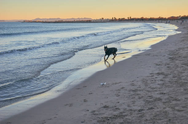 istock Doberman running on the beach in sunset 931244180