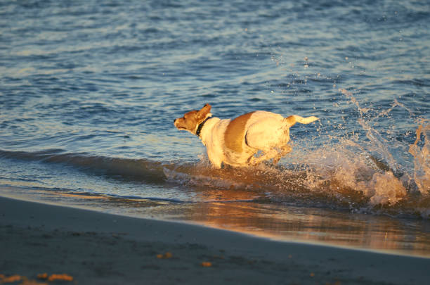 istock Mongrell dog, Podenco, Jack Russel terrier running on a beach 931244728