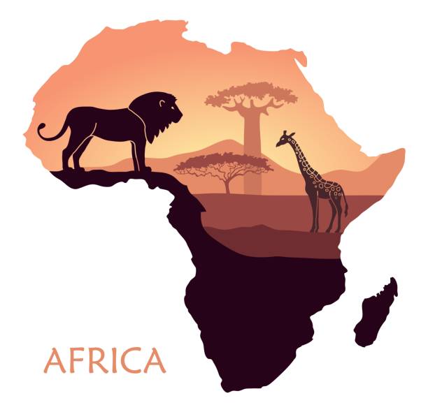ilustrações de stock, clip art, desenhos animados e ícones de map of africa with the landscape of sunset in the savannah, lion, giraffe, baobab and acacia. vector background - lion africa safari south africa