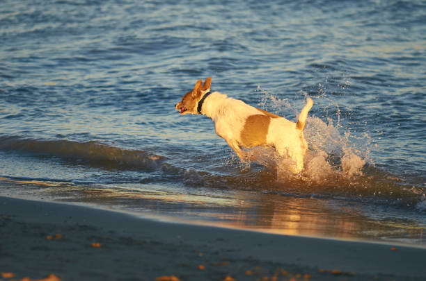 istock Mongrell dog, Podenco, Jack Russel terrier running on a beach 931245646