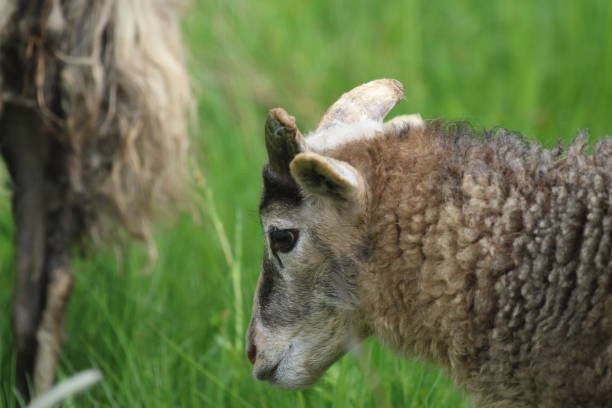 istock Close-Up Of Sheep Standing On Field 931246214