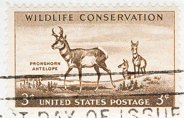 istock Vintage 1956 US Postage Stamp Wildlife Conservation 93124670