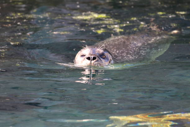 istock Seal Swimming In Water 931248488