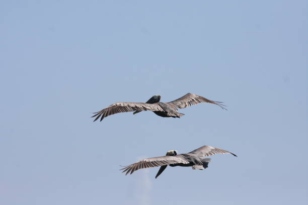 istock Low Angle View Of Birds Flying Against Sky 931248578