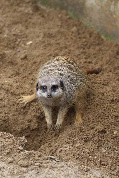 istock Close-Up Of Meerkat On Ground 931248584