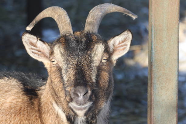 istock Close-Up Portrait Of Goat 931249316