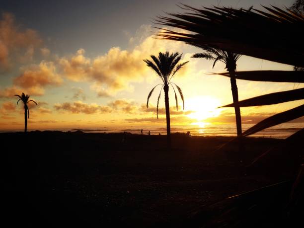 istock Palm tree sunset in Playa de Las Americas, Tenerife 931249702