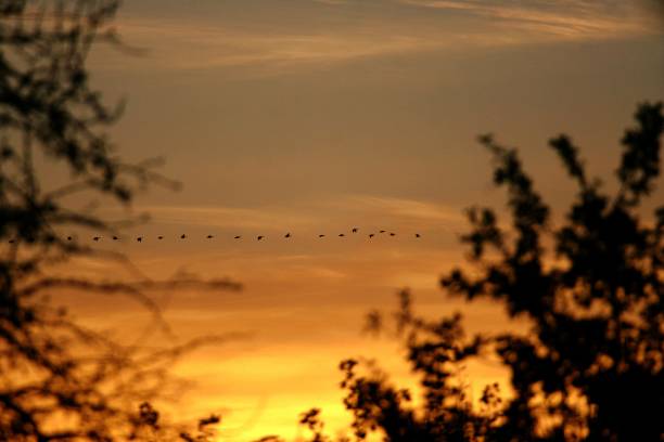 istock Low Angle View Of Silhouette Birds Flying Against Sky During Sunset 931249774