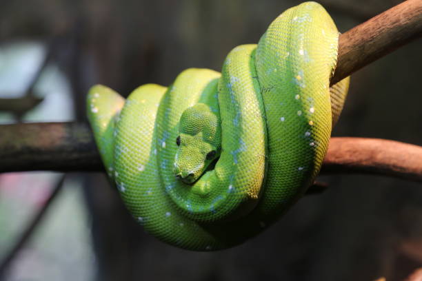 istock Close-Up Of Snake On Branch 931249936