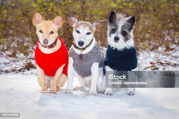 Freezing Icy Couple Of Dogs In Snow Stock Photo - Download Image Now - Dog, Shivering, Advent