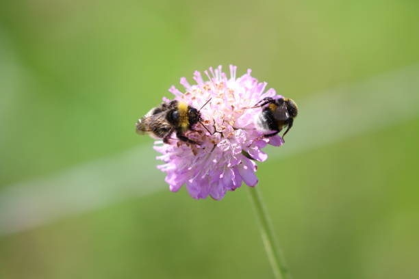 istock Close-Up Of Bees On Flower 931250138