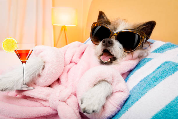 istock dog spa wellness salon 931250288
