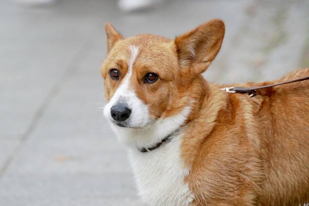 istock Close-Up Of Dog Looking Away 931250318