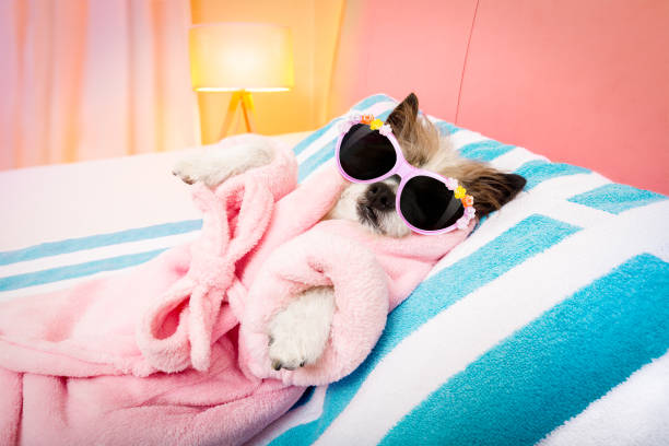 dog spa wellness salon