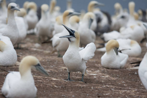 istock One noisy bird in northern gannet colony 93125230