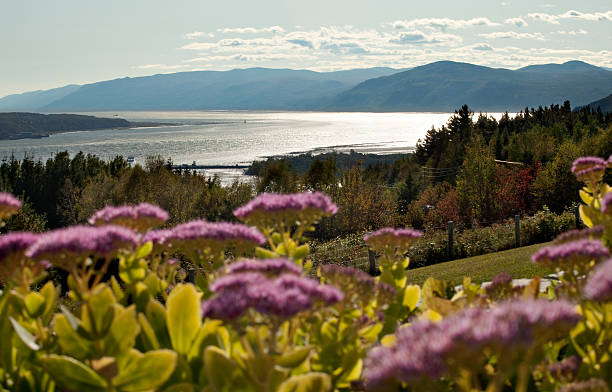 Late afternoon view of a Charlevoix bay and the Saint-Lawrence River with stone crop flowers in the foreground.